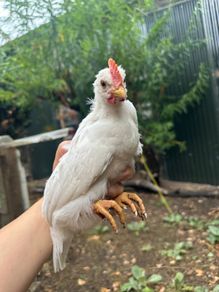 leghorn roosters