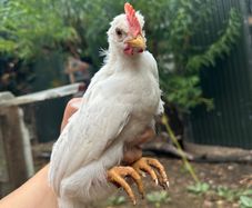 leghorn roosters
