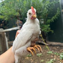 leghorn roosters