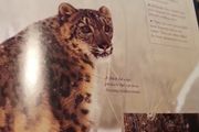 Big Cats Eyewonder Enter A World Of Discovery