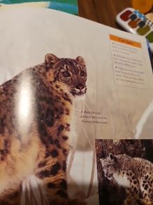 Big Cats Eyewonder Enter A World Of Discovery