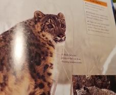 Big Cats Eyewonder Enter A World Of Discovery