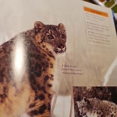 Big Cats Eyewonder Enter A World Of Discovery