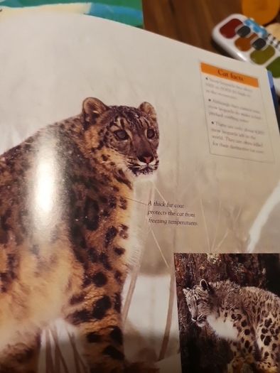 Big Cats Eyewonder Enter A World Of Discovery
