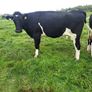 15 FR Incalf Heifers Image 3