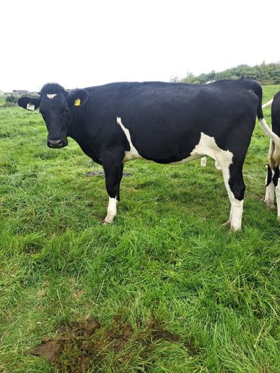 15 FR Incalf Heifers