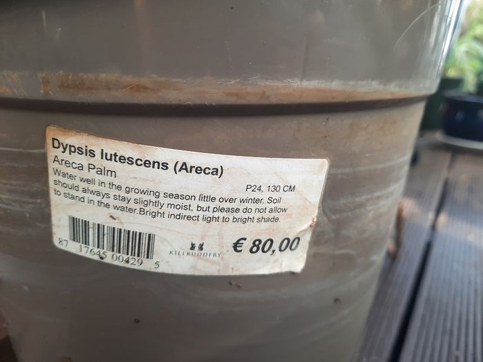 Areca Palm