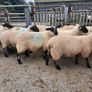 Ewe Lambs Image 4