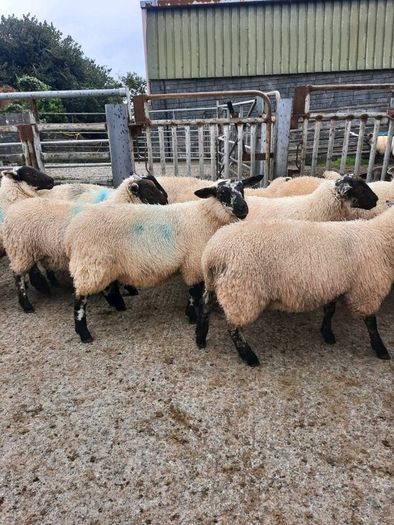 Ewe Lambs