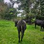 Aberdeen Angus bullocks Image 5