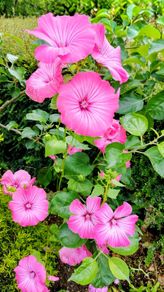 Giant Mallow