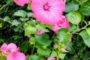 Giant Mallow