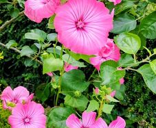 Giant Mallow