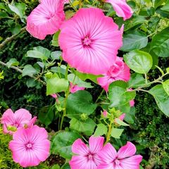 Giant Mallow