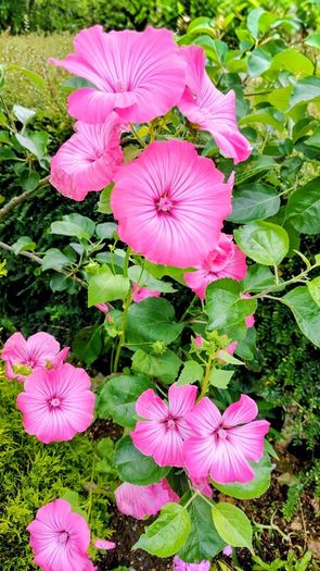 Giant Mallow