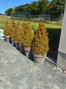6 Buxus plants and 10 pots