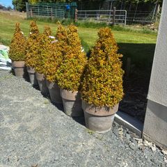 6 Buxus plants and 10 pots