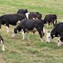 40 Hereford Bulls Image 7