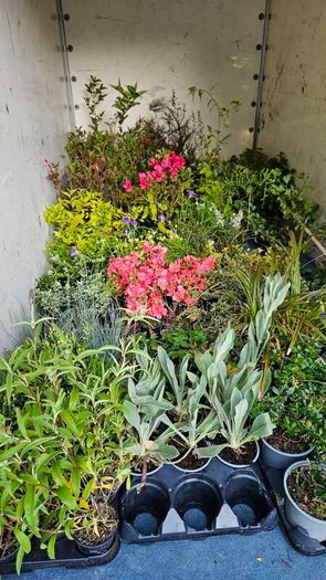Azalea Evergreen Plants
