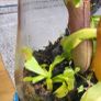 Carnivorous plants small terrarium Image 3