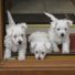 Westieman