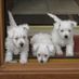 Westieman