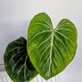 Philodendron Gloriosum Plant Image 2