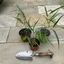 Japanese Forest Grass - Hakonechloa macra Image 3