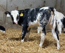 16 Top Quality Coloured Belgian Blue Heifer Calves