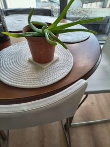aloe vera plant