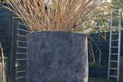 Tall grasses