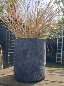 Tall grasses