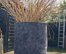 Tall grasses