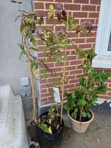 XL Honeysuckle