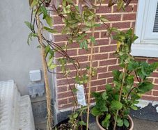 XL Honeysuckle
