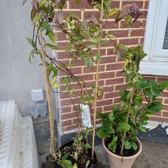 XL Honeysuckle