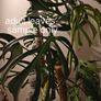No.3 Monstera Burle Marx Flame Image 9