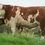 Simmental X Heifers for sale Image 4