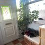 Tall mature Umbrella Plant Image 2