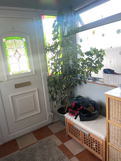 Tall mature Umbrella Plant