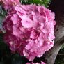 Shrubby hydrangeas brightens boarders Image 4