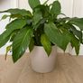 Large indoor flower Image 3