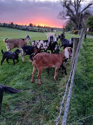 Goats