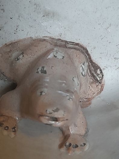 Antique Frog Surprise Mug