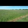 Silage haylage Image 5