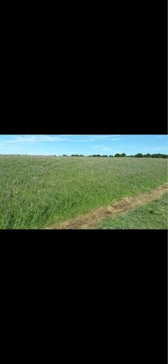 Silage haylage