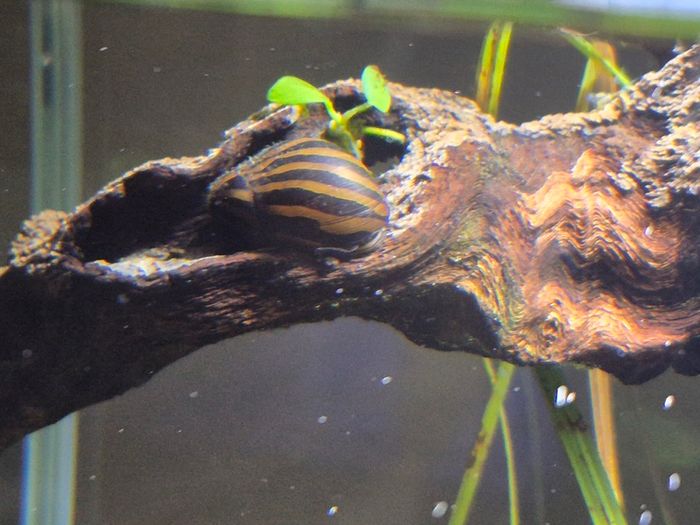 Zebra Nerite Snail for Fish Tank