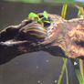 Zebra Nerite Snail for Fish Tank Image 3