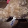 Glendeer Pet Farm teddy bear in pink hoodie Image 3
