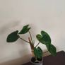 Rare Variegated Philodendron Burle Marx Healthy  Established Image 5
